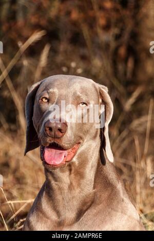 Weimaraner portrait. Close-up of a hunting dog. Loyal friend. Head of Weimaraner. Stock Photo