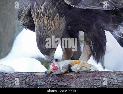 Portrait of a golden eagle,  Aquila chrysaetos, a major North American bird of prey in the Cascade Mountains of central Oregon. Stock Photo