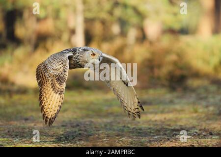 Flying Eurasian Eagle owl with open wings in forest during autumn. Wildlife Russia. Owl in nature habitat. Bird action scene. Bubo bubo Stock Photo