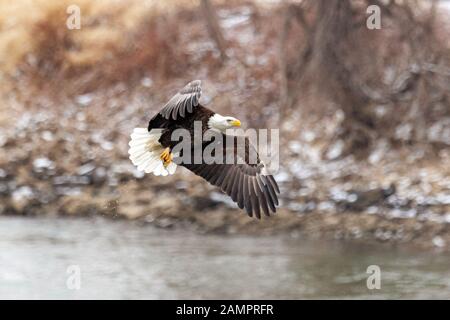 A bald eagle hunts over the Iowa River in downtown Iowa City on Monday, Jan. 13, 2019. Stock Photo