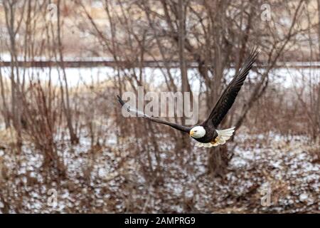 A bald eagle hunts over the Iowa River in downtown Iowa City on Monday, Jan. 13, 2019. Stock Photo