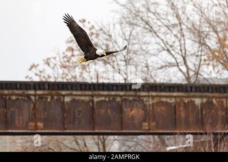 A bald eagle hunts over the Iowa River in downtown Iowa City on Monday, Jan. 13, 2019. Stock Photo