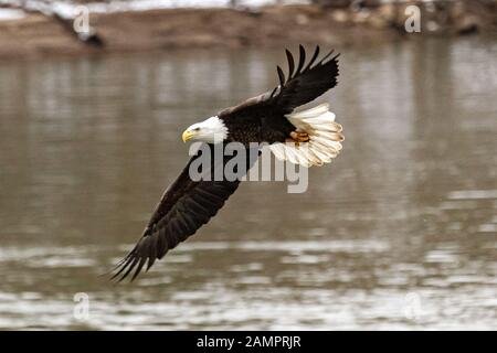 A bald eagle hunts over the Iowa River in downtown Iowa City on Monday, Jan. 13, 2019. Stock Photo