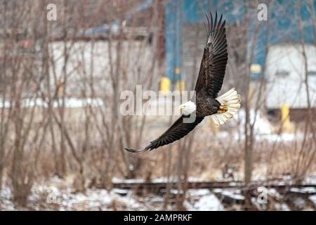 A bald eagle hunts over the Iowa River in downtown Iowa City on Monday, Jan. 13, 2019. Stock Photo