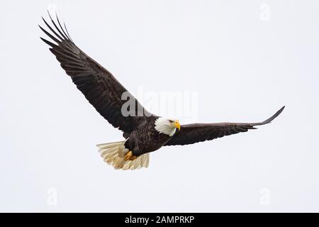 A bald eagle hunts over the Iowa River in downtown Iowa City on Monday, Jan. 13, 2019. Stock Photo