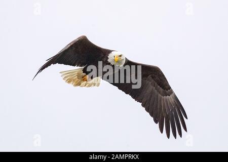 A bald eagle hunts over the Iowa River in downtown Iowa City on Monday, Jan. 13, 2019. Stock Photo