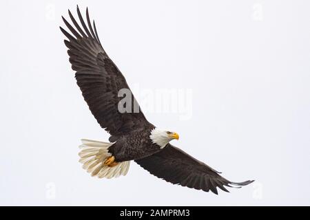 A solitary bald eagle hunts over the Iowa River in downtown Iowa City on Monday, Jan. 13, 2019. Stock Photo