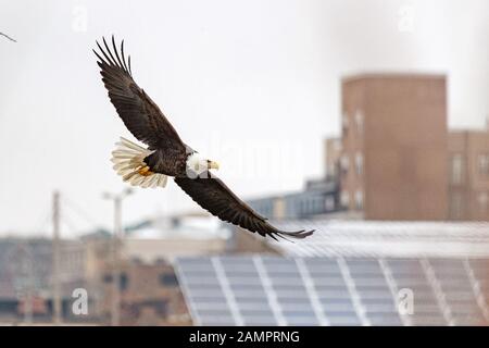 A bald eagle hunts over the Iowa River in downtown Iowa City on Monday, Jan. 13, 2019. Stock Photo