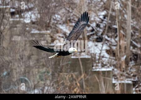 A bald eagle hunts over the Iowa River in downtown Iowa City on Monday, Jan. 13, 2019. Stock Photo