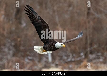 A bald eagle hunts over the Iowa River in downtown Iowa City on Monday, Jan. 13, 2019. Stock Photo