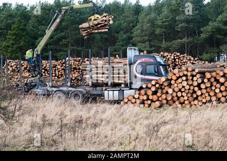 Loading a timber lorry using built on crane, during forestry work, with pine tree trunks stacked ready for distribution. Stock Photo