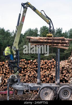 Loading a timber lorry using built on crane, during forestry work, with pine tree trunks stacked ready for distribution. Stock Photo