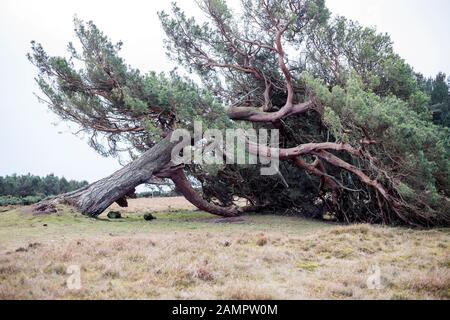 Wind fallen old pine tree still surviving whilst laying on ground supported by branches against a clear sky. Montrose, Angus, Scotland, UK Stock Photo