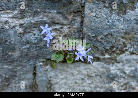 Campanula poscharskyana "Blue Waterfall" flowers growing in a crack in an old stone wall in Edinburgh, Scotland. Stock Photo
