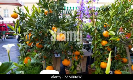 Mandarin trees presented for sale at flower market, fruit plants, gardening Stock Photo