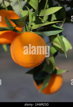 Fresh bio / organic /ecological oranges grow / ripe on organge tree in garden / farm  close up Stock Photo