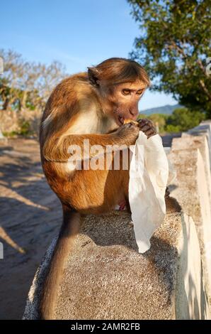 Wild monkey eats food from plastic bag, Sri Lanka. Stock Photo