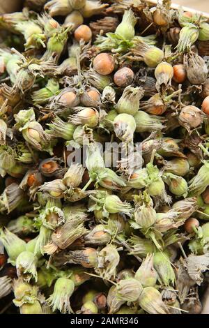 Green unripe hazelnuts . green wild hazelnut . Organic and fresh hazelnuts on the background . Stock Photo
