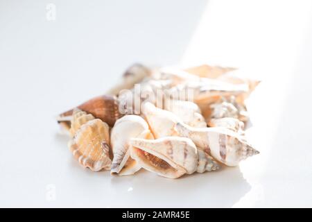 Heap of many beautiful sea shells on white background, side view. Summer travel concept Stock Photo
