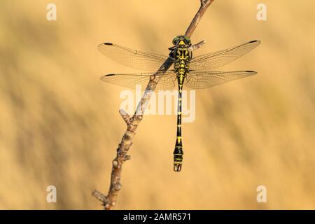 The small pincertail or green-eyed hook-tailed dragonfly Onychogomphus forcipatus in Czech Republic Stock Photo