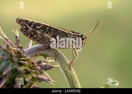 The Italian locust Calliptamus italicus in Czech Republic Stock Photo