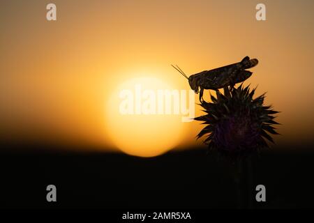 The Italian locust Calliptamus italicus in Czech Republic at sunset Stock Photo