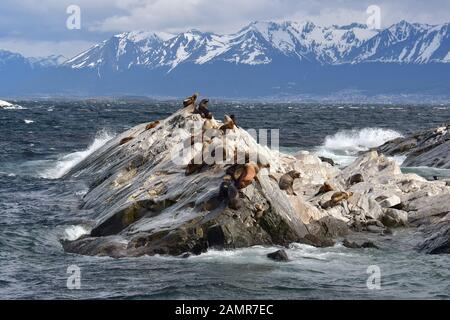 South American sea lion, Otaria flavescens or Otaria byronia, Mähnenrobbe, Ushuaia, Tierra del Fuego (Land of Fire), Argentina, South America Stock Photo