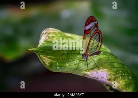 Beautiful Glasswing Butterfly (Greta oto) on a leaf with raindrops in a summer garden. In the amazone rainforest in South America.