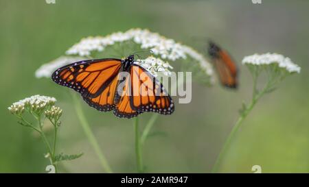 A beautiful monarch butterfly or simply monarch (Danaus plexippus) feeding on white flowers in a Summer garden. Blurry green background. Presious oran