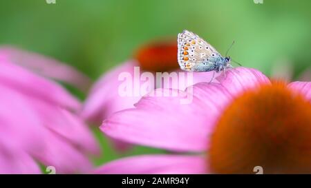 Presious and beautiful Common Blue (Polyommatus icarus) on on a Purple cone flower (Echinacea purpurea) in summer garden. Blurry green and purple back Stock Photo