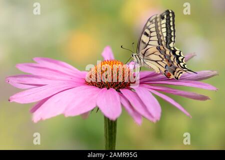 Presious and beautiful Swallowtail butterfly (Papilio machaon) feeding on a Purple cone flower (Echinacea purpurea). Blurry green and yellow backgroun Stock Photo