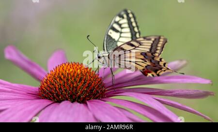 Presious and beautiful Swallowtail butterfly (Papilio machaon) feeding on a Purple cone flower (Echinacea purpurea). Blurry green and yellow backgroun Stock Photo