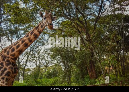 Nairobi/Kenya - December 12th 2019: close up photo of a large rothschild giraffe staring at group of people at Giraffe center in Nairobi. Stock Photo