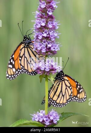 Two beautiful monarch butterflies or simply monarch (Danaus plexippus) feeding on white flowers in a Summer garden. Blurry green background. Presious