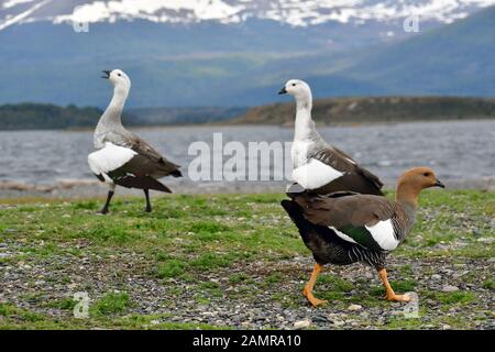 Upland goose and Landscape at Tierra del Fuego National Park Argentina ...