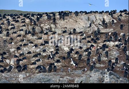 Imperial shag, blue-eyed cormorant, Blauaugenscharbe, Phalacrocorax atriceps, Ushuaia, Tierra del Fuego (Land of Fire), Argentina, South America Stock Photo