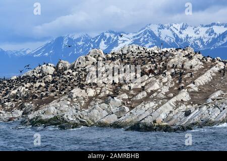 Imperial shag, blue-eyed cormorant, Blauaugenscharbe, Phalacrocorax atriceps, Ushuaia, Tierra del Fuego (Land of Fire), Argentina, South America Stock Photo