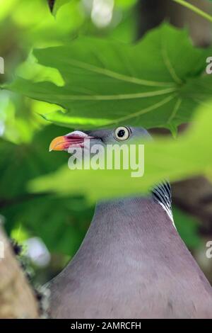 Common wood pigeon (Columba palumbus) in a maple tree Stock Photo