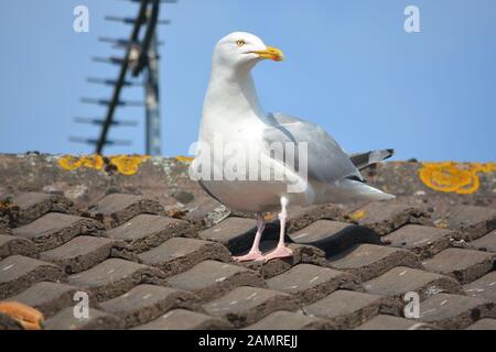 Seagull on roof of house Stock Photo