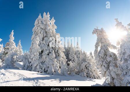 Beautiful Winter landscape of idyllic snow covered frosty trees in the forest on a sunny day Stock Photo