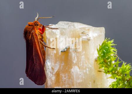 Ruby tiger (Phragmatobia fuliginosa) Stock Photo
