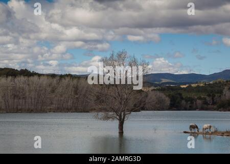 Landscape of horses grazing by the calm lake with the reflection of white clouds and blue sky over water Stock Photo