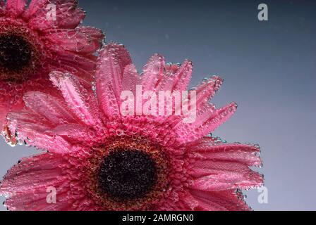 pink gerbera flowers, with air bubbles on the petals, under water, on a multi-colored background. March 8 concept. International Women's Day. Blue, ye Stock Photo