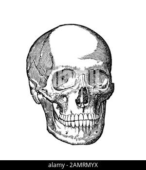 Illustration circa late 1800s of a human skull. Black and white drawing medical scientific diagram. Stock Photo