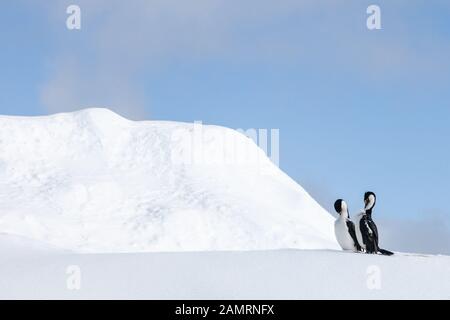 Antarctic cormorant (blue eyed shag) on ice, Antarctica Stock Photo