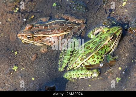 Two green frogs, with black marks rest in a shallow marsh