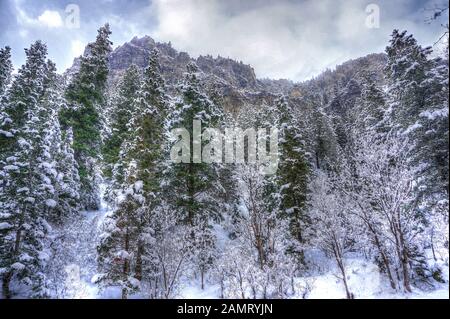 Snow covered fir and pine trees reach for the misty skies on the steep slopes of the rocky Wasatch Mountains in American Fork Canyon, Utah in the wint Stock Photo