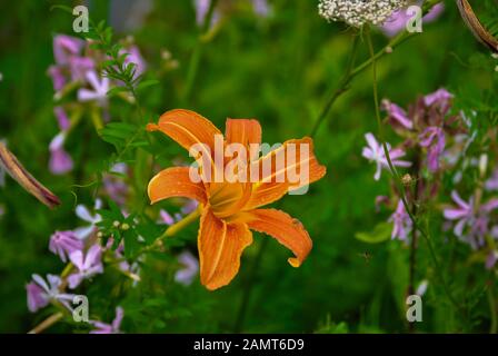 Orange Day Lily (Hemerocallis fulva) taken at Innisfil, Ontario CA Stock Photo