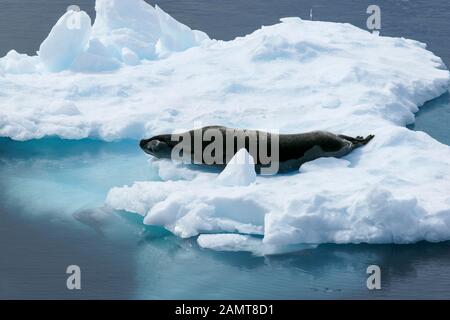 Antarctica - Crabeater seal on an icefloe. Lobodon carcinophaga; also called Krill-eater seal Stock Photo
