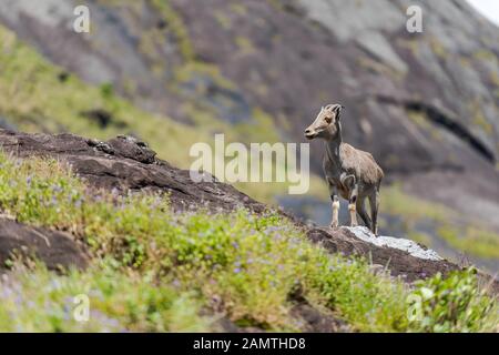 Nilgiri tahr mountain goat standing on rock in Eravikulam National Park  in Kerala, South India on sunny day Stock Photo